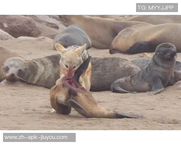 人类与熊的对抗与共存探索之旅:自然界中的生存智慧与挑战 人类与熊的对抗与共存探索之旅:自然界中的生存智慧与挑战